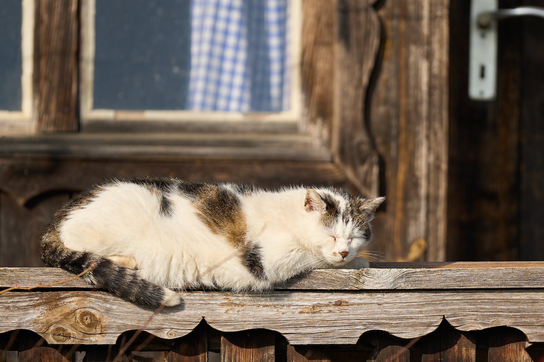 a cat sleeping on a wooden porch